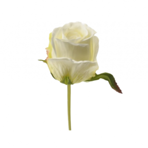 Hvid rose